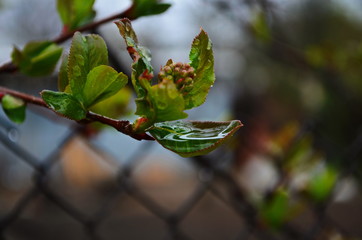 Unblown honeysuckle buds on the branches of a shrub in the garden in early spring. Shallow depth of...