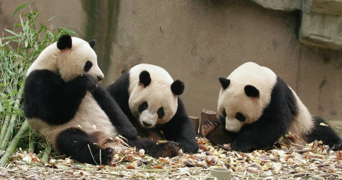 Three giant panda bears sitting together eating bamboo shoots one panda brother bully naive sibling funny panda animal behaviour 4k footage