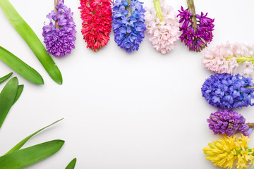 Beautiful hyacinth flowers on white background
