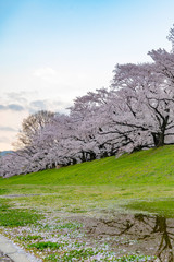 早朝の背割堤の桜並木とリフレクション