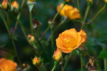 Beautiful orange roses in a park