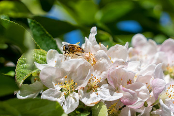 Western Honey Bee busy collecting pollen in spring sunshine on blossom from a crab apple tree