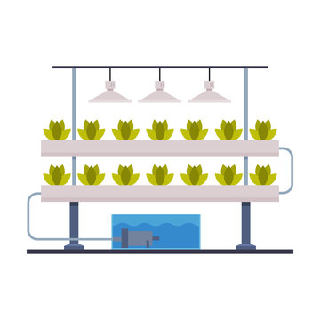 Hydroponics and Aeroponics Gardening System, Eco Friendly Organic Farming Technology with Plants Growing In Pots and Mineral Fertilizers Flat Vector Illustration