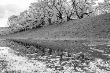 【セピア】早朝の背割堤の桜並木とリフレクション