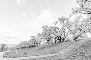 【モノクローム】早朝の背割堤の桜