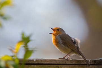A European Robin (Erithacus rubecula)