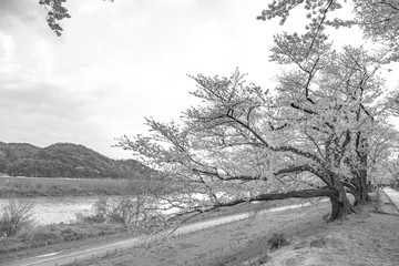 【モノクローム】早朝の背割堤の桜