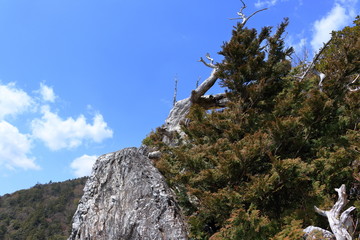 ヒノキびょうぶ岩　工石山（高知市）