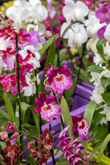Close up of  beauty colorful orchid flower