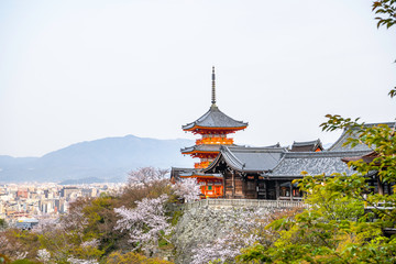 Fototapeta premium 清水寺の三重塔