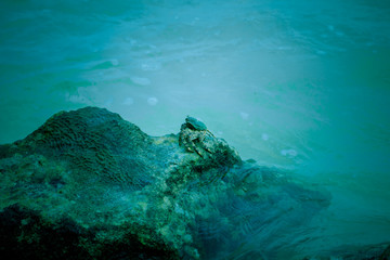 A shot of colourful crab sitting on a piece of rock in green coloured ocean water