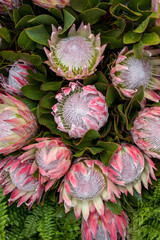  King protea or  protea cynaroides the national flower of South Africa