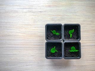 green sprout in a pot of land, seedlings