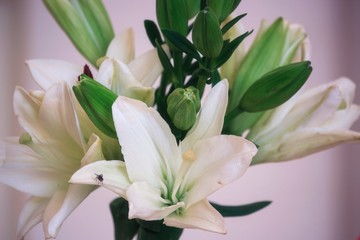 Bouquet of white lilies isolated