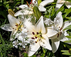 White lily in the garden closeup