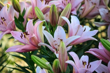 Pink lily in the garden closeup