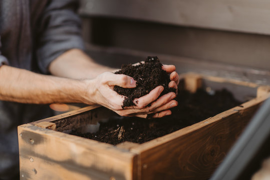 Quarantine man planting seeds in the ground, close-up of gardener's hands planting seedlings and seeds in the soil