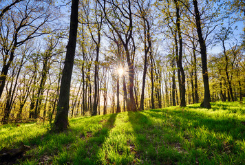 Sprinf forest with sun rays