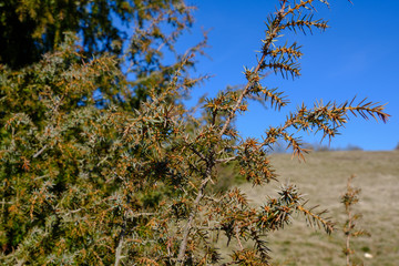 Ein Busch Wacholder (lat.: Juniperus) vor blauem Himmel