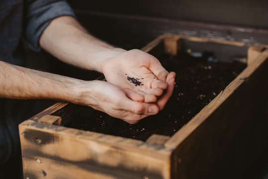 Quarantine man planting seeds in the ground, close-up of gardener's hands planting seedlings and seeds in the soil