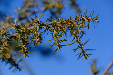 Ein Zweig Wacholder (lat.: Juniperus) an einem Busch vor blauem Himmel