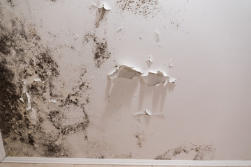 Black mold and mildew spots on the ceiling or wall due to poor air ventilation and high humidity....
