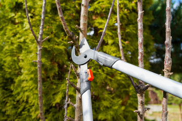 Pruning apple trees in spring with garden shears