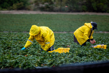 Field workers in raincoats picking stawberries