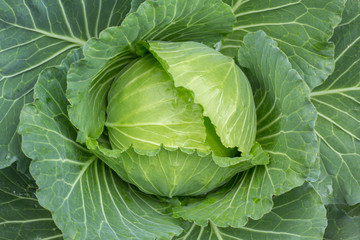 Fototapeta na wymiar cabbage in the garden