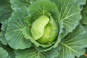 cabbage in the garden