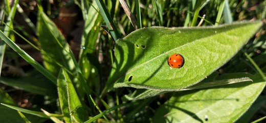 ladybug on the leaf