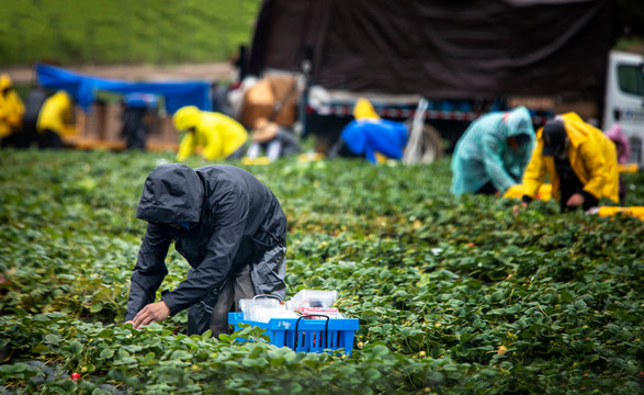 Field Workers In Raincoats Picking Stawberries