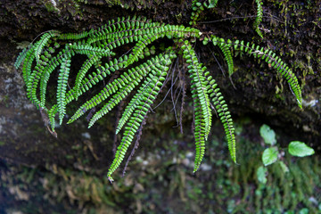green small ferns in nature