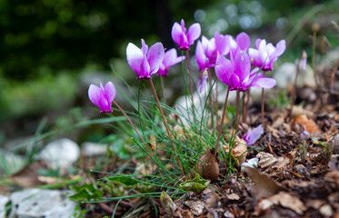 violet pink cyclamens in the nature