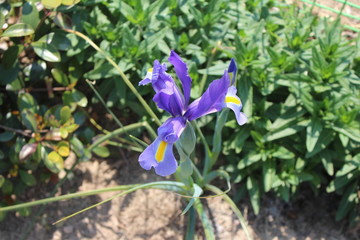Flowers blooming in spring in Korea