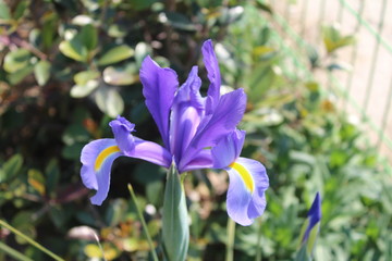 Flowers blooming in spring in Korea