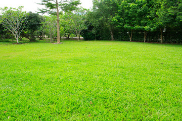 green grass and trees