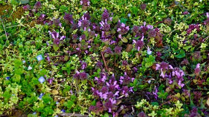 Fototapeta premium Frühlingsblüten