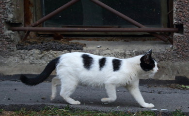 White cat with black spots at the basement window