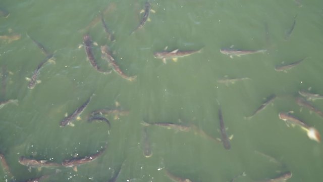 Fish in the river, zooming out technique