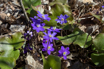 Hepatica nobilis, liverwort flowers