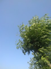 green leaves against blue sky