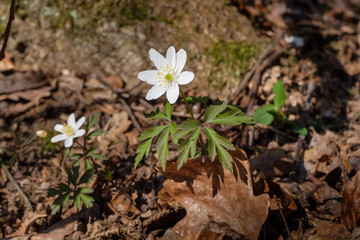 Blühendes Buschwindröschen (lat.: Anemone nemorosa) im Frühling