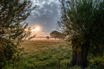 sunset in the forest