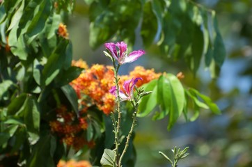 Bauhinia purpurea, Purple Orchid Tree, Hong Kong Orchid Tree, Purple Bauhinia, axillary inflorescences and twigs. Petals 5 pink to dark purple, 5 male stamens, 1 stamens in the center of the sunflower