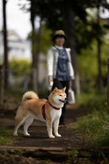 柴犬の散歩