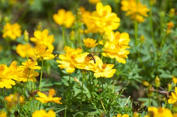 The yellow flowers in the garden serve as food sources for various insects and bees, butterflies. Intended for sucking on the nectar of flowers