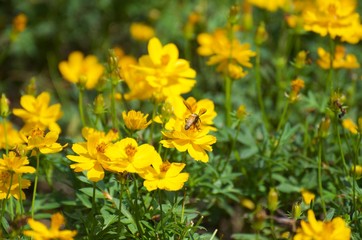 Obraz premium The yellow flowers in the garden serve as food sources for various insects and bees, butterflies. Intended for sucking on the nectar of flowers
