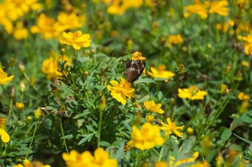 The yellow flowers in the garden serve as food sources for various insects and bees, butterflies. Intended for sucking on the nectar of flowers