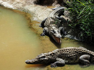 two crocodiles by the river - Powered by Adobe